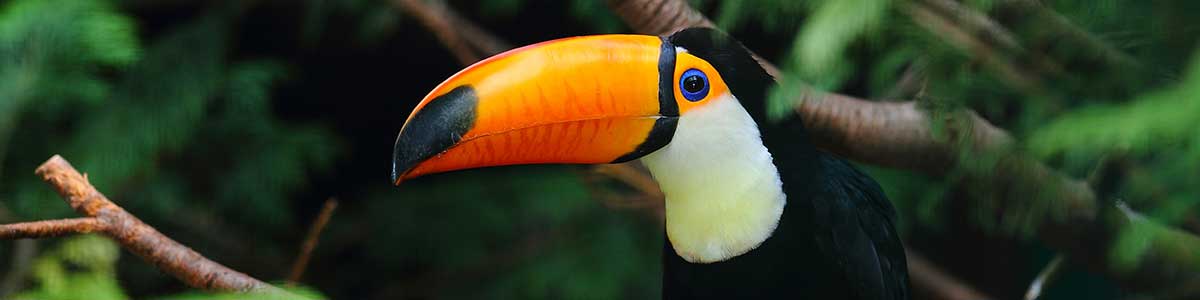 Toucan777